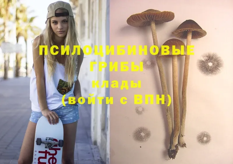 где найти наркотики  Зубцов  Псилоцибиновые грибы MAGIC MUSHROOMS 